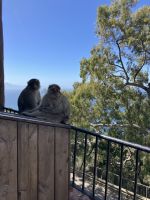 Gibraltar, Berberaffen