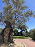 Spanien, Malaga, Botanischer Garten, Olivenbaum