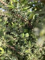 Spanien, Strandgewächs, Phönizischer Wacholder