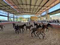 Spanien, Jerez de la Frontera, Gestüt Yuegua la Cartuja, Show Fohlen