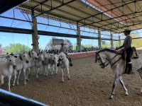 Spanien, Jerez de la Frontera, Gestüt Yuegua la Cartuja, Show
