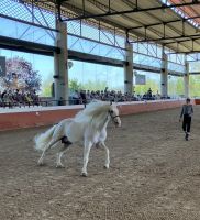 Spanien, Jerez de la Frontera, Gestüt Yuegua la Cartuja, Show