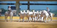 Spanien, Jerez de la Frontera, Gestüt Yuegua la Cartuja, Show