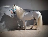 Spanien, Jerez de la Frontera, Gestüt Yuegua la Cartuja, Schimmelhengst