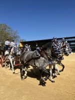 Spanien, Jerez de la Frontera, Gestüt Yuegua la Cartuja, Show Andalusische Pferde