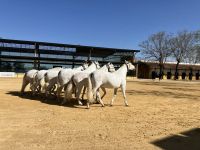 Spanien, Jerez de la Frontera, Gestüt Yuegua la Cartuja, Training der Kartäuserpferde