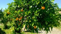Zitrusplantage Juanito, Nähe Malaga. Rundreise Andalusien - der Zauber Spaniens