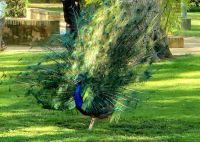 Pfau im Palast Garten. Alcazar, Sevilla. Rundreise Andalusien - der Zauber Spaniens  