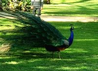Pfau im Palast Garten, Alcazar,  Sevilla. Rundreise Andalusien - der Zauber Spaniens  