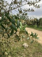 Spanien, Olivenölplantage Basilippo