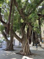 Spanien, Cádiz, Ficus-Bäume