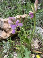 Spanien, Nationalpark El Torcal, Flora