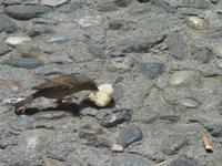 Dieser kleine Geselle hatte noch viel vor