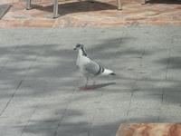 Das fand bestimmt auch dieser Vogel