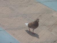 Ganz argwöhnisch betrachtet von allerlei Vögeln