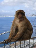 Berberaffen Gibraltar 