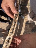 Samen des Meerretichbaums_Moringa-Superfood.jpeg