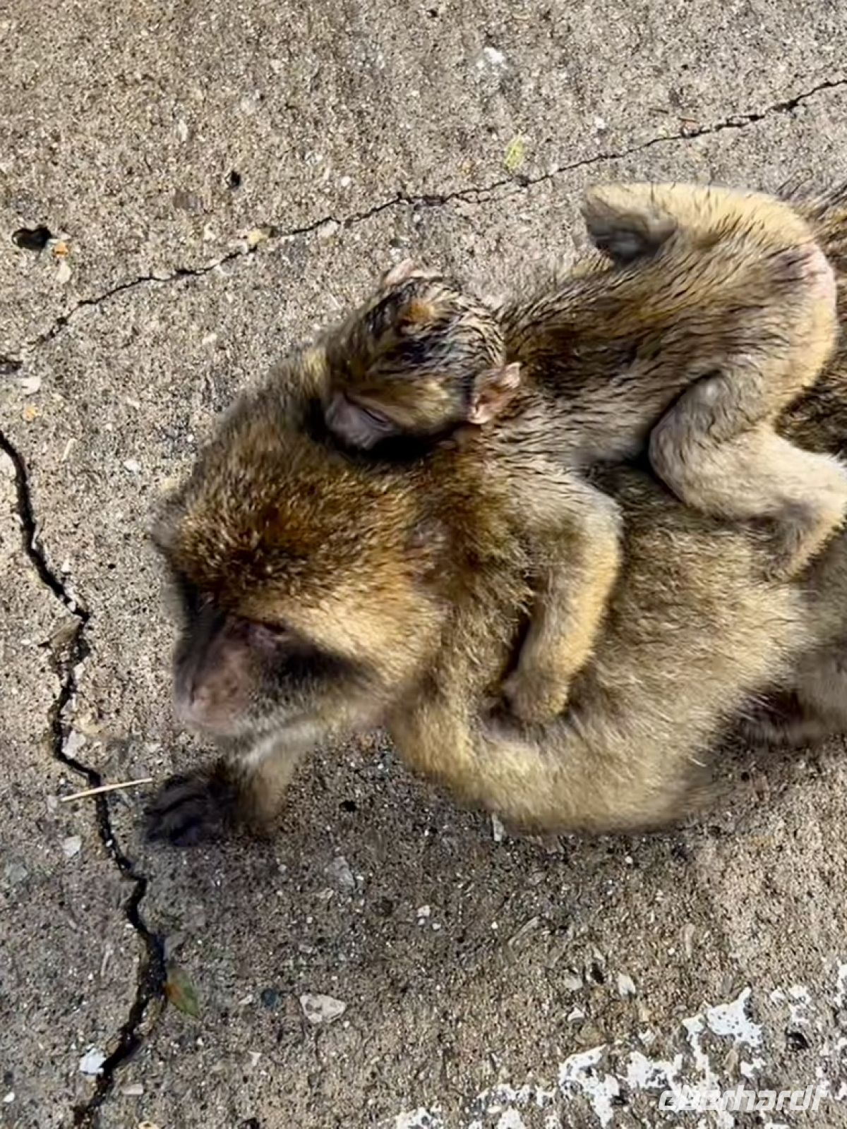 Gibraltar_Makaken mit Nachwuchs.jpeg