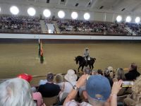 In der Hofreitschule: Mittlerweile setzt man nicht mehr nur auf Schimmel