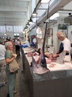 Kopf eines Schwertfischs