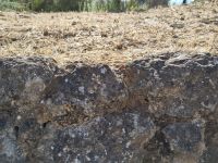 Suchbild mit Eidechse