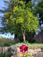 Rose und Granatapfel in den Gärten der Alhambra