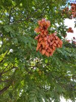 Blasenesche am Mirador San Nicolás