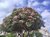 Blühender Baum (Frangipani) in Málaga