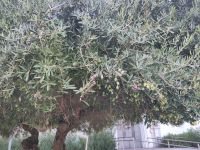 Olivenbaum mit Früchten