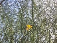 Blüte des Palo Verde (grüner Stock), einer Pflanze aus Mexiko/Südwest-USA, die bei Trockenheit alle Blätter abwerfen und dennoch Photosynthese betreiben kann