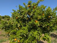 Zitrusplantage &ndash; &copy; Walter Neuwirth (Eberhardt TRAVEL)