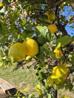 Zitrusplantage &ndash; &copy; Walter Neuwirth (Eberhardt TRAVEL)