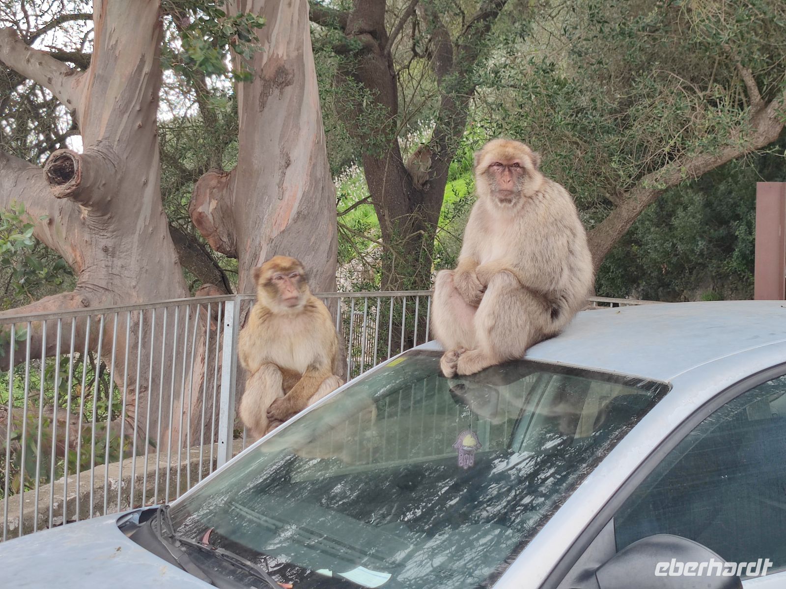 028-Gibraltar &ndash; &copy;  (Eberhardt TRAVEL)
