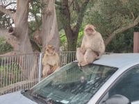 028-Gibraltar &ndash; &copy; Dirk Schlosser (Eberhardt TRAVEL)