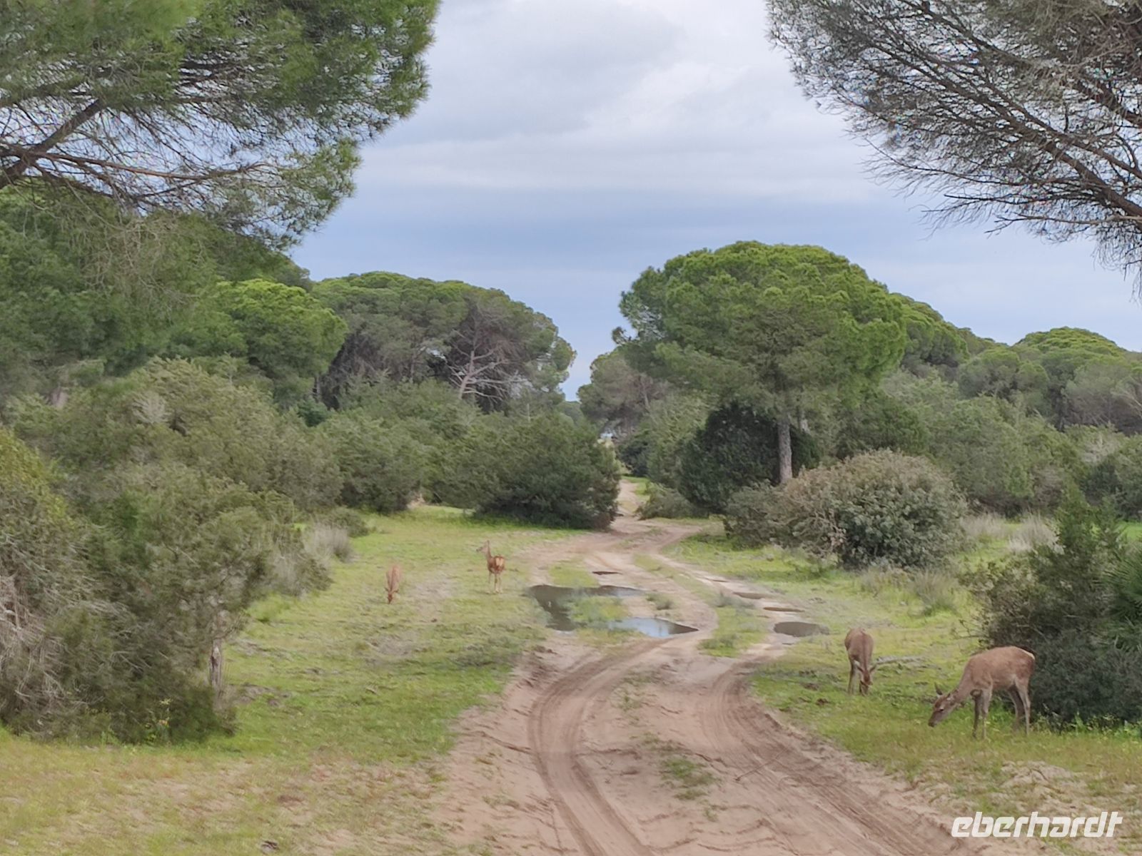 052-Nationalpark Donana &ndash; &copy;  (Eberhardt TRAVEL)