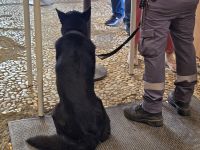 Sprengstoffspürhund am Eingang zu den Nasridenpalast, Granada &ndash; &copy; Katrin Jähne (Eberhardt TRAVEL)