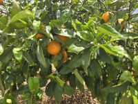 Finca Juanito, Malaga &ndash; &copy; Katrin Jähne (Eberhardt TRAVEL)