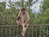 Gelangweilter Einwohner von Gibraltar &ndash; &copy; Katrin Jähne (Eberhardt TRAVEL)