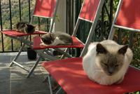 Alpujarra_Granadina_Pampaneira (5)