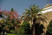 Sevilla_Alcasar_Kapok