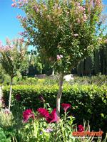 in der Generalife - Garten des Architekten