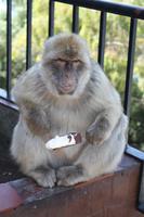 spitzbübiger Berberaffe, Wahrzeichen Gibraltars