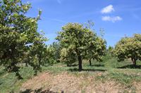 Blick in die Zitrusplantage