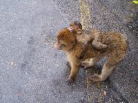 Rundfahrt auf Gibraltar