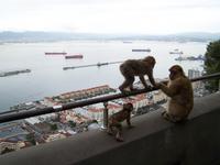 Rundfahrt auf Gibraltar