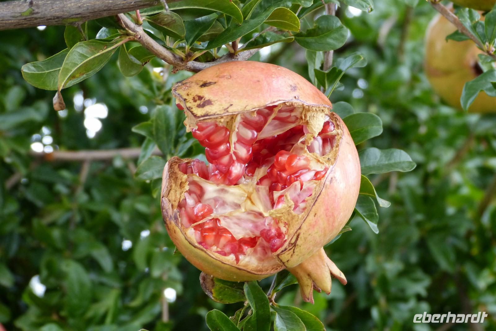 Granatapfel