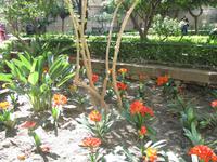 Blumenpracht in Malaga