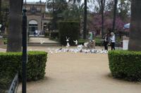 Tauben auf dem Plaza América