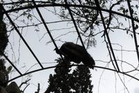 Pfau in der Seitenstraße
