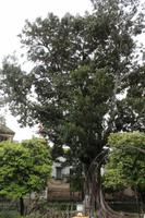 Gummibaum in Sevilla